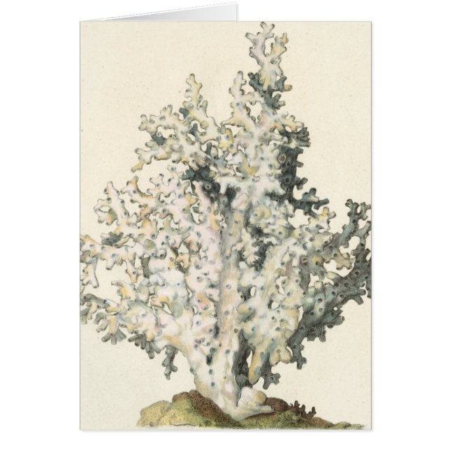 Antique Watercolor Coral (Front)