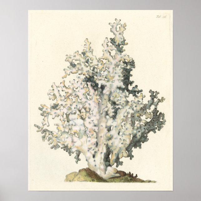 Antique Watercolor Coral Poster (Front)