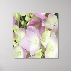 Antique White and Dusty Pink Hydrangea Petals Canvas Print