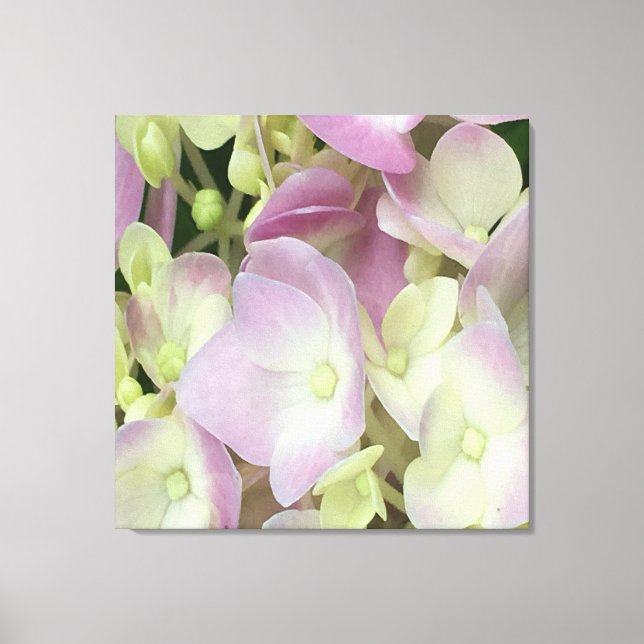 Antique White and Dusty Pink Hydrangea Petals Canvas Print (Front)