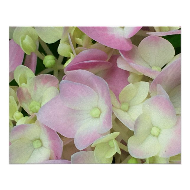 Antique White and Dusty Pink Hydrangea Petals Poster (Front)