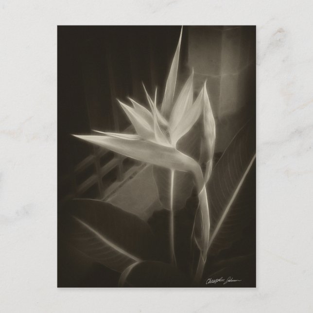 Antiqued Bird of Paradise 10 Postcard (Front)