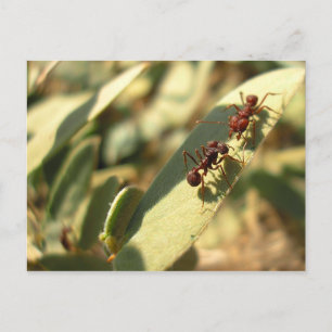 Ants & Attitude - Postcard #1