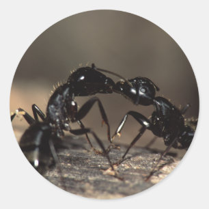 ants classic round sticker