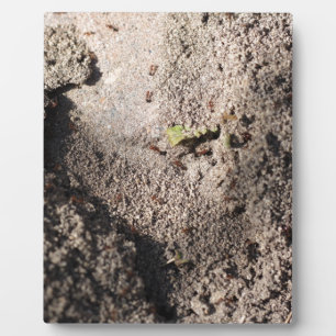 Ants Go Marching Plaque