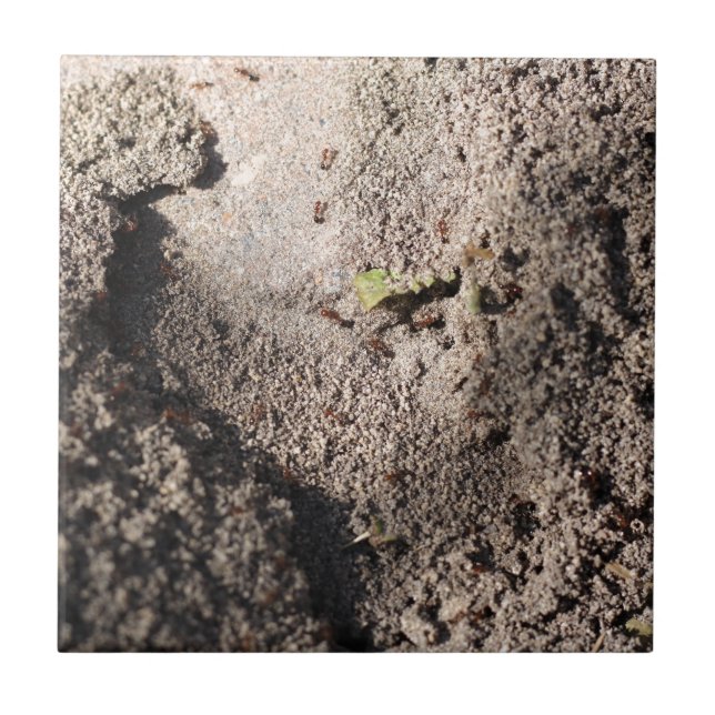 Ants Go Marching Tile (Front)