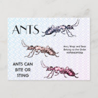 Ants Insects Bugs Creepy Crawly Creatures