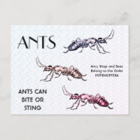 Ants Insects Bugs Creepy Crawly Creatures