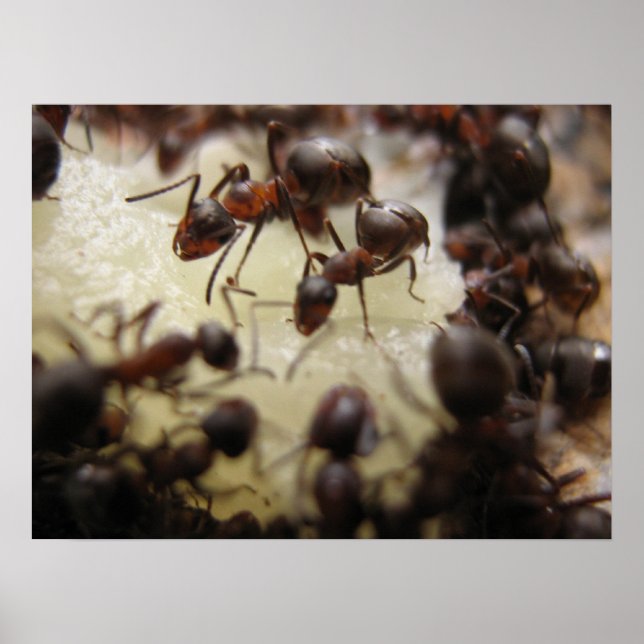 Ants on a piece of pineapple poster (Front)