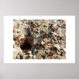 Ants. Poster