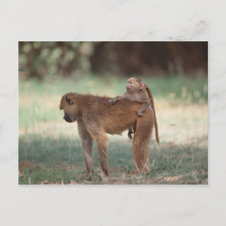 Anubis Baboon Postcard