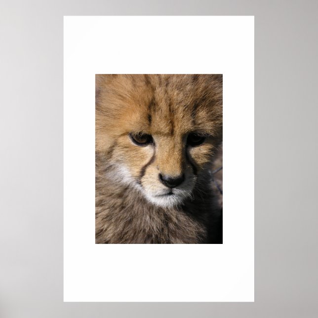 Anubis Poster (Front)