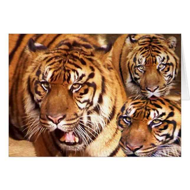 Any Occasion _ Card (Front Horizontal)