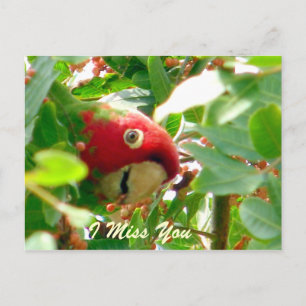 Any Occasions_ Postcard