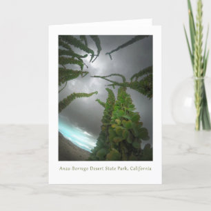 Anza-Borrego Desert ocotillo Thank You Card