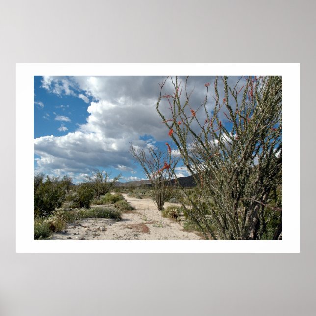 Anza Borrego - the bloom Poster (Front)