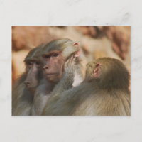 Ape caring for one another