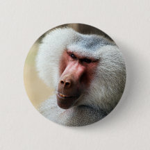 Ape saying howdy