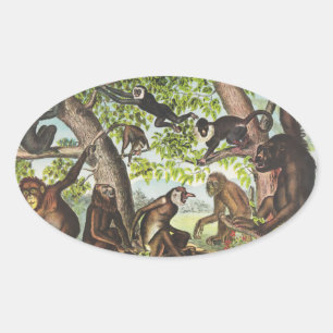 Apes & Primates Oval Sticker