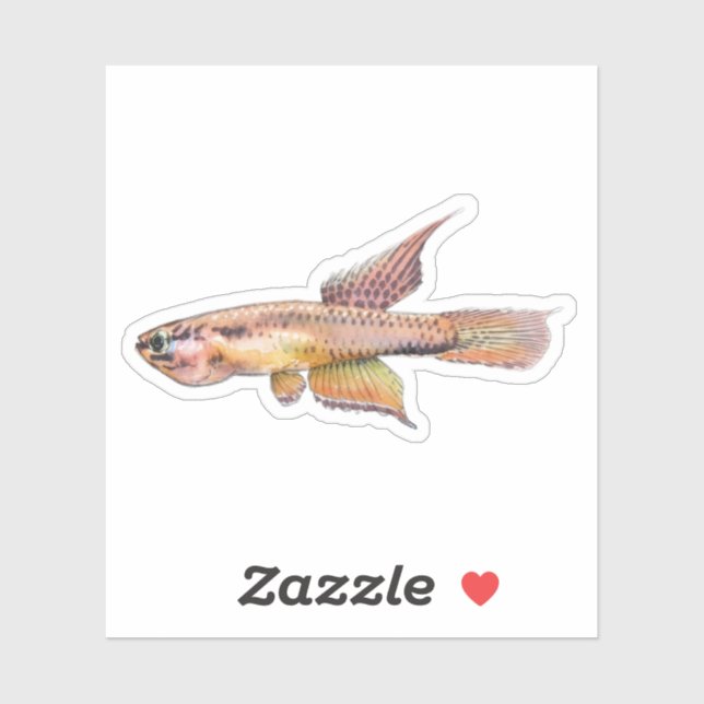 aphyosemion bitaeniatum ijebu ode Killifish (Sheet)