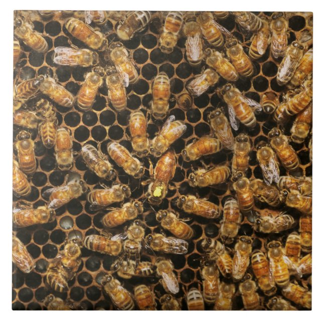 Apiary - Bee - A hail the queen Tile (Front)