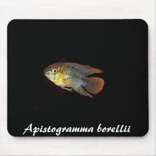 Apistogramma borellii mousepad