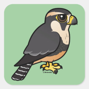 Aplomado Falcon Square Sticker