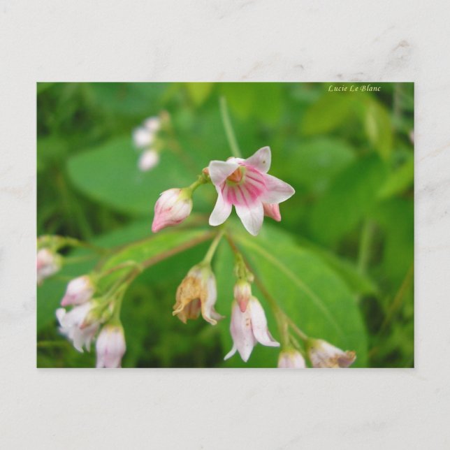 Apocyn à feuilles d'androsème postcard (Front)