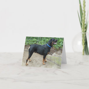 Apollo the Rottweiler Greeting Card