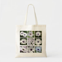 Apology Oopsie Daisy White African Daisy Collage