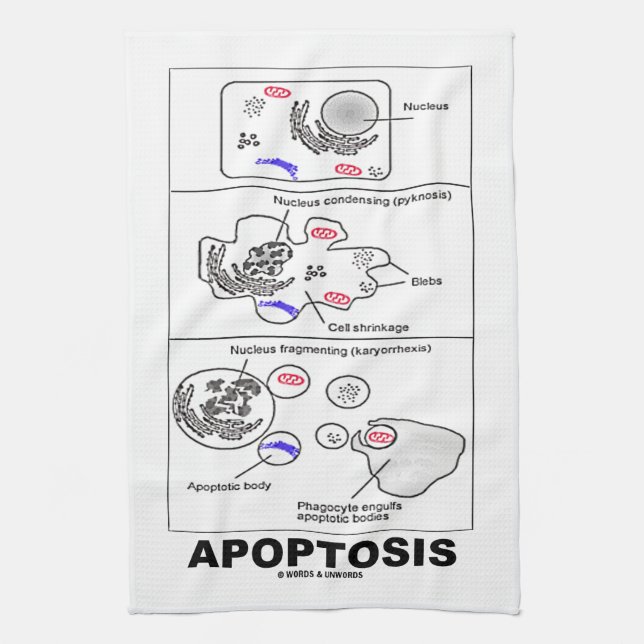 Apoptosis Biology Programmed Cell Death Tea Towel (Vertical)