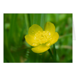 Appalachian Buttercup Card