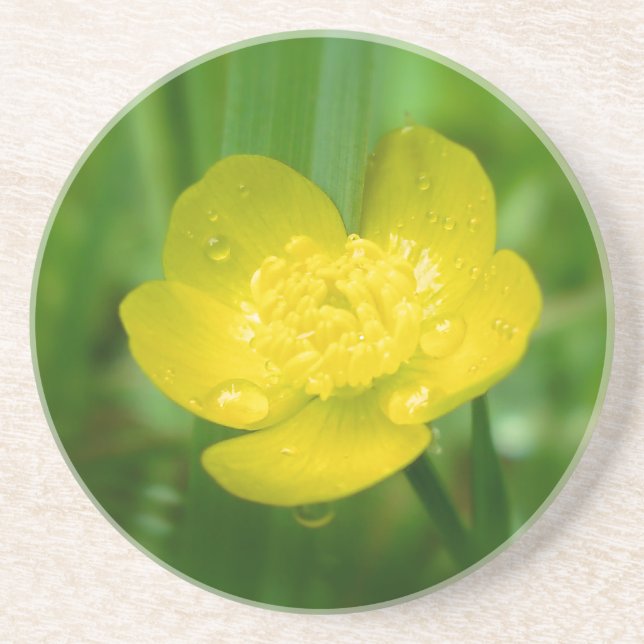 Appalachian Buttercup Coaster (Front)