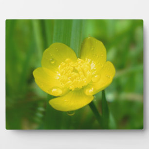 Appalachian Buttercup Photo Plaque