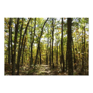 Appalachian Trail in October at Shenandoah Photo Print