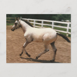 Appaloosa / Colorado Ranger Colt Postcard