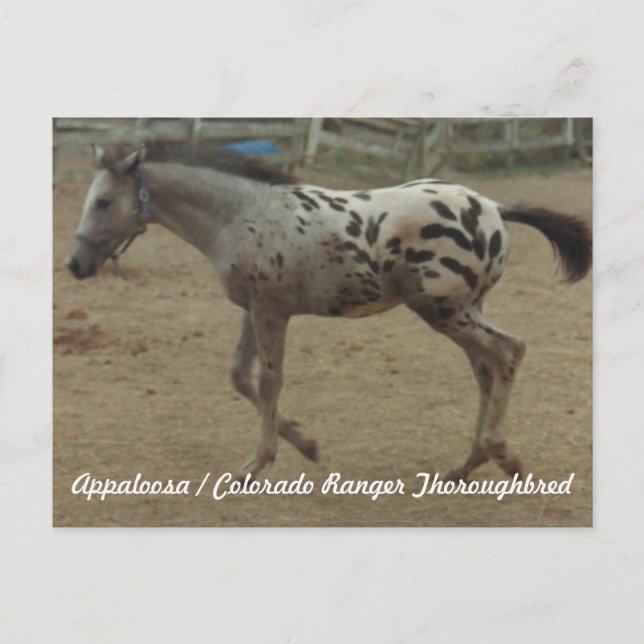 Appaloosa / Colorado Ranger Thoroughbred Colt II Postcard (Front)
