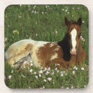 Appaloosa Foal Laying Down in Flowers Coaster
