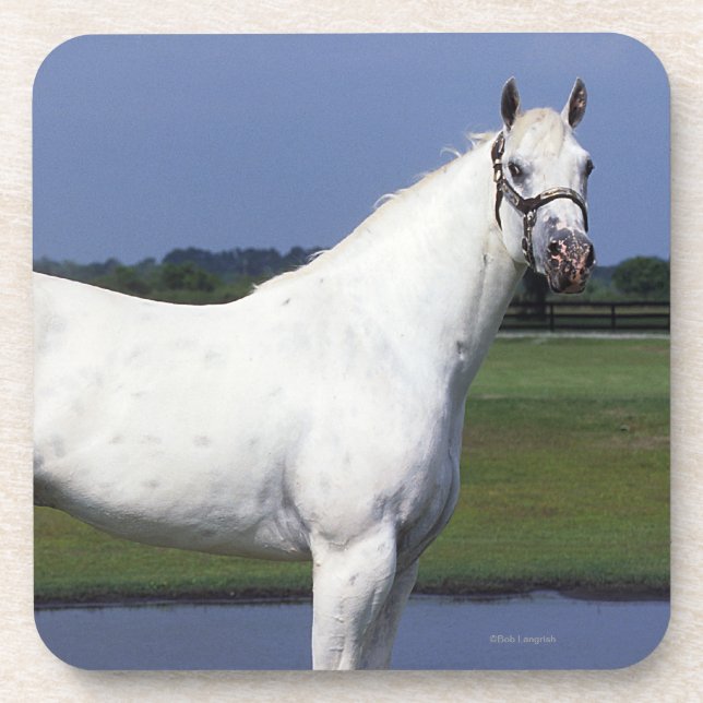 Appaloosa Horse Coaster (Front)