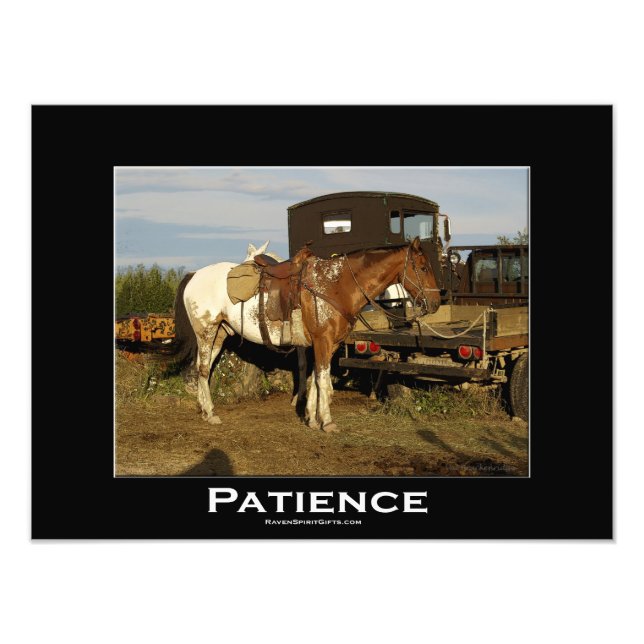 Appaloosa Horse Equine Animal Photo Art  Print (Front)