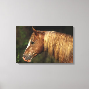 Appaloosa Horse Headshot 1 Canvas Print