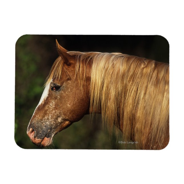 Appaloosa Horse Headshot 1 Magnet (Horizontal)