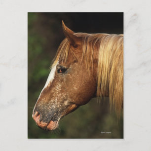 Appaloosa Horse Headshot 1 Postcard
