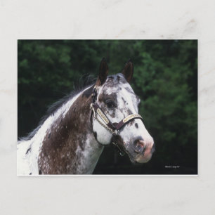 Appaloosa Horse Headshot 2 Postcard