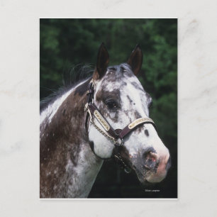 Appaloosa Horse Headshot 2 Postcard