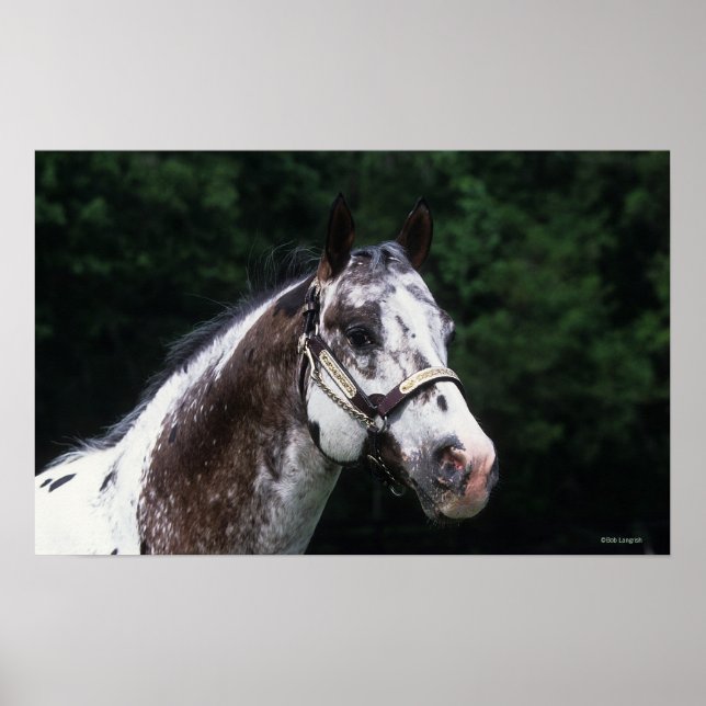 Appaloosa Horse Headshot 2 Poster (Front)
