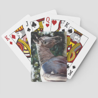 Appaloosa horse in a field playing cards