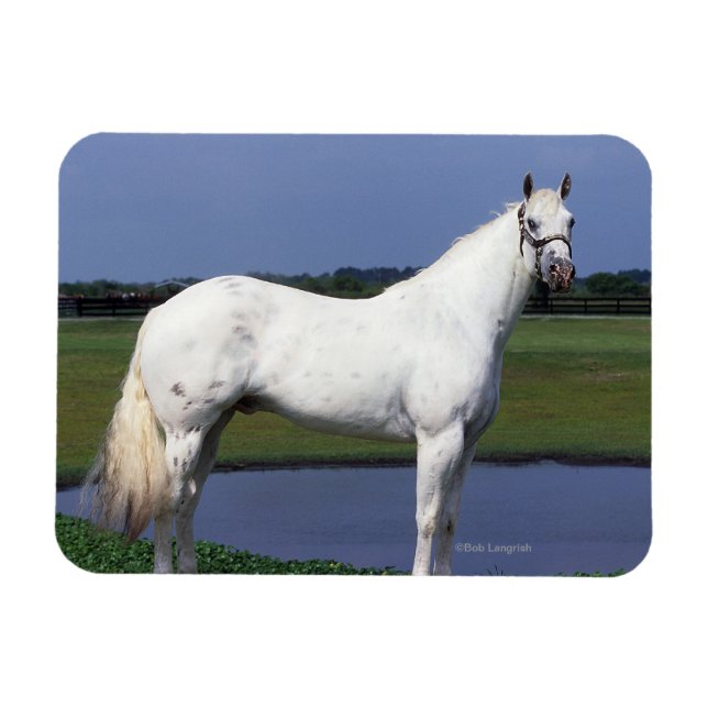 Appaloosa Horse Magnet (Horizontal)