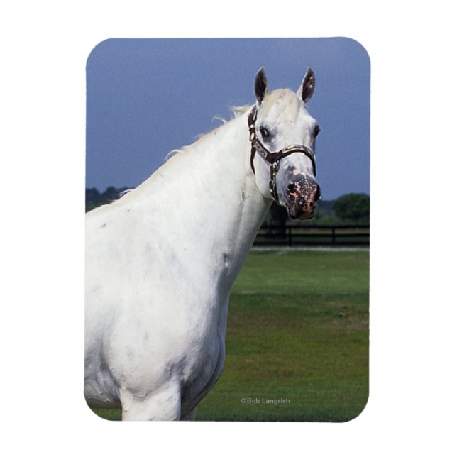 Appaloosa Horse Magnet (Vertical)