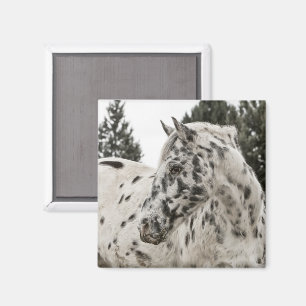 Appaloosa Horse Magnet